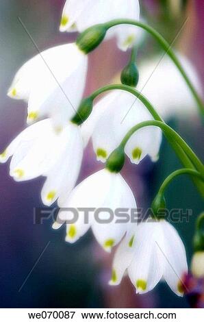 Summer Snowflakes. Leucojum aestivum. March 2006, Maryland, USA View Large Photo Image Stock Photo - Summer Snowflakes. Leucojum aestivum. March 2006, Maryland, USA. Fotosearch