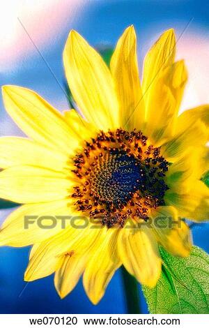 Sunflower Bloom. Helianthus annuus. June 2006 View Large Photo Image Stock Image - Sunflower Bloom. Helianthus annuus. June 2006. Fotosearch