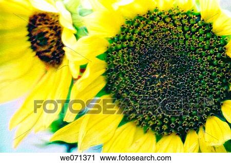 Sunflowers. Helianthus annuus. June 2006, Maryland, USA View Large Photo Image Stock Image - Sunflowers. Helianthus annuus. June 2006, Maryland, USA. Fotosearch