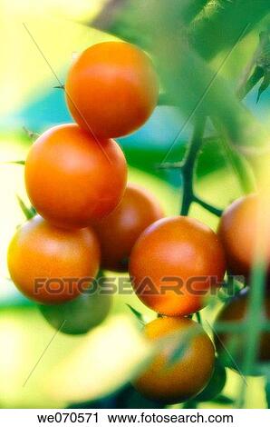 Sunlit Cherry Tomatoes. Solanum lycopersicon. August 2006, Maryland, USA View Large Photo Image Stock Image - Sunlit Cherry Tomatoes. Solanum lycopersicon. August 2006, Maryland, USA. Fotosearch