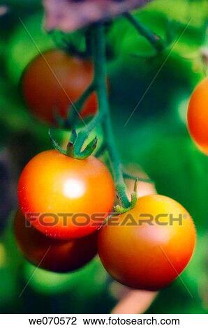 Sunlit Cherry Tomatoes. Solanum lycopersicon. August 2006, Maryland, USA View Large Photo Image Stock Image - Sunlit Cherry Tomatoes. Solanum lycopersicon. August 2006, Maryland, USA. Fotosearch