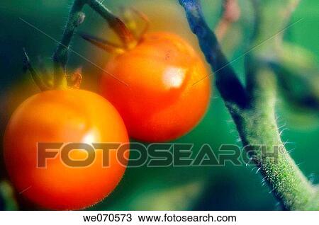 Sunlit Cherry Tomatoes. Solanum lycopersicon. August 2006, Maryland, USA View Large Photo Image Stock Image - Sunlit Cherry Tomatoes. Solanum lycopersicon. August 2006, Maryland, USA. Fotosearch