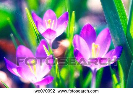 Sunlit Crocus Flowers. Crocus vernus. March 2007, Maryland, USA View Large Photo Image Stock Image - Sunlit Crocus Flowers. Crocus vernus. March 2007, Maryland, USA. Fotosearch