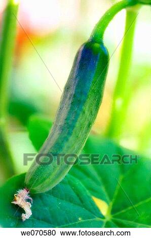 Sunlit Cucumber. Cucumis sativus. August 2006. Maryland, USA View Large Photo Image Stock Image - Sunlit Cucumber. Cucumis sativus. August 2006. Maryland, USA. Fotosearch