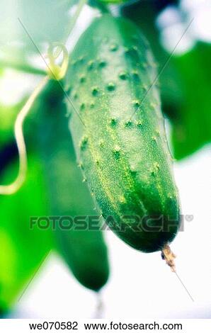 Stock Image - Sunlit Cucumber. Cucumis sativus. August 2006. Maryland, USA. Fotosearch