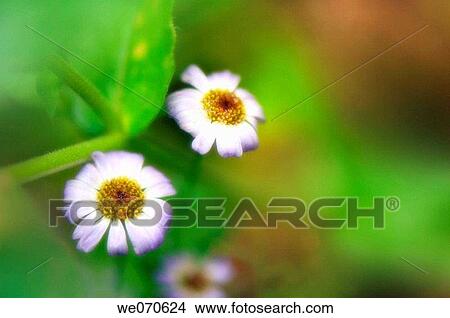Swan River Daisies. Brachycome iberidifolia (Brachyscome iberidifolia). July 2006, Maryland, USA View Large Photo Image Picture - Swan River Daisies. Brachycome iberidifolia (Brachyscome iberidifolia). July 2006, Maryland, USA. Fotosearch