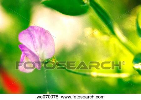 Sweet Peas Flower. Lathyrus odoratus. June 2005, Maryland, USA View Large Photo Image Stock Photo - Sweet Peas Flower. Lathyrus odoratus. June 2005, Maryland, USA. Fotosearch