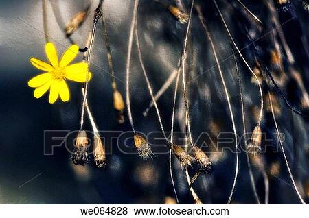 The End. Last in Bloom Yellow Daisy. Argyranthemum frutescens. October 2006, Maryland, USA View Large Photo Image Stock Photo - The End. Last in Bloom Yellow Daisy. Argyranthemum frutescens. October 2006, Maryland, USA. Fotosearch