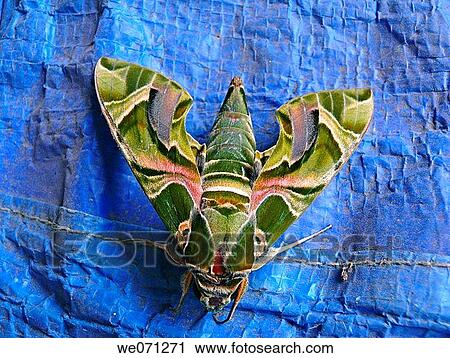 The Oleandar Hawk Moth. The Oleander Hawkmoth (Daphnis nerii) has a very wide geographical range. These are fast flying moths that migrate long distances. View Large Photo Image Stock Image - The Oleandar Hawk Moth. The Oleander Hawkmoth (Daphnis nerii) has a very wide geographical range. These are fast flying moths that migrate long distances.. Fotosearch