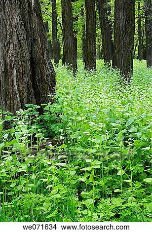 Thicket of the forest View Large Photo Image Picture - Thicket of the forest. Fotosearch