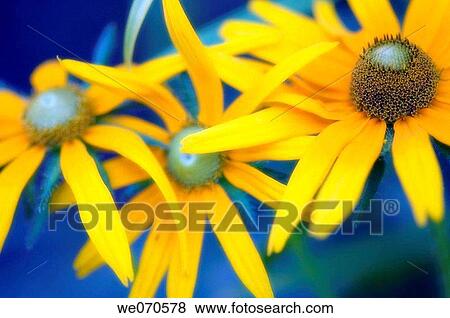 Three Black Eyed Susan Daisies. Rudbeckia hirta. August 2006. Maryland, USA View Large Photo Image Stock Photo - Three Black Eyed Susan Daisies. Rudbeckia hirta. August 2006. Maryland, USA. Fotosearch