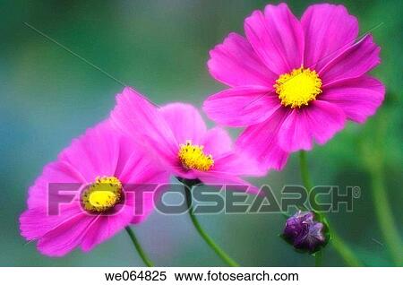 Three Cosmos Flowers and a Bud. Cosmos bipinnatus. October 2006, Maryland, USA View Large Photo Image Stock Photography - Three Cosmos Flowers and a Bud. Cosmos bipinnatus. October 2006, Maryland, USA. Fotosearch