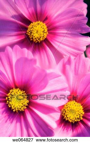 Three Cosmos Flowers. Cosmos bipinnatus. October 2006, Maryland, USA View Large Photo Image Stock Photo - Three Cosmos Flowers. Cosmos bipinnatus. October 2006, Maryland, USA. Fotosearch