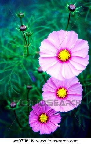 Three Mexican Aster Flowers. Cosmos bipinnatus. October 2006. Maryland, USA View Large Photo Image Stock Photograph - Three Mexican Aster Flowers. Cosmos bipinnatus. October 2006. Maryland, USA. Fotosearch