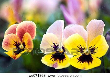 Three Pansy Flowers. Viola x wittrockiana. April 2007, Maryland, USA View Large Photo Image Stock Photo - Three Pansy Flowers. Viola x wittrockiana. April 2007, Maryland, USA. Fotosearch