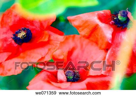 Stock Photo - Three Red Poppies. Papaver rhoeas. June 2006, Maryland, USA. Fotosearch