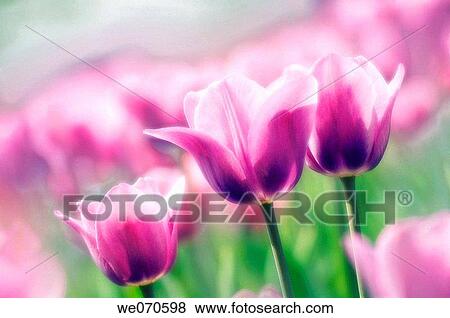 Three Tulips in Bloom in a Tulip Field. Tulipa hybrid. May 2007. Maryland, USA View Large Photo Image Stock Photo - Three Tulips in Bloom in a Tulip Field. Tulipa hybrid. May 2007. Maryland, USA. Fotosearch