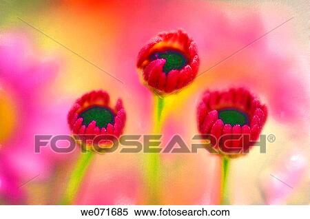 Three Unfolding Marguerite Daisy Flowers. Argyranthemum frutescens. June 2005, Maryland, USA View Large Photo Image Stock Photography - Three Unfolding Marguerite Daisy Flowers. Argyranthemum frutescens. June 2005, Maryland, USA. Fotosearch