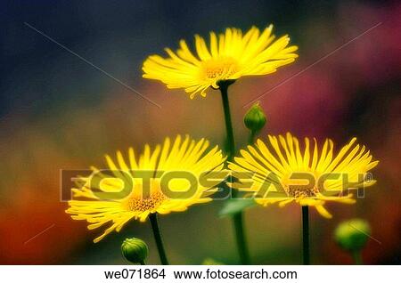 Three Yellow Doronicum Daisies. Doronicum orientale. April 2007, Maryland, USA View Large Photo Image Picture - Three Yellow Doronicum Daisies. Doronicum orientale. April 2007, Maryland, USA. Fotosearch