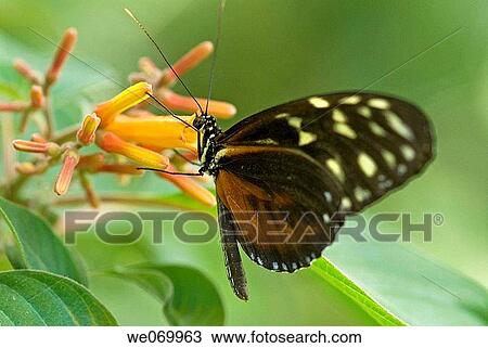 Tiger longwing butterfly native to Central and South America. View Large Photo Image Stock Image - Tiger longwing butterfly native to Central and South America.. Fotosearch