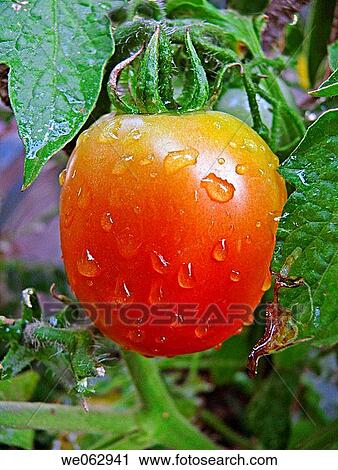 Tomato. Lycopersicon esculentum. View Large Photo Image Stock Image - Tomato. Lycopersicon esculentum.. Fotosearch
