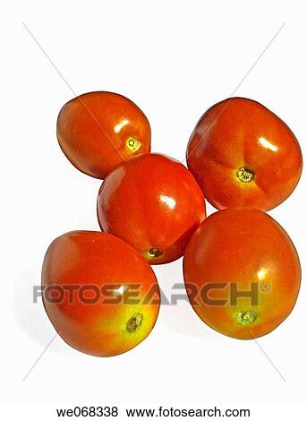 Tomato. Lycopersicon esculentum. Scientific classification. Kingdom: Plantae. Subkingdom: Tracheobionta. Division: Magnoliophyta. Class: Magnoliopsida. Subclass: Asteridae. Order: Solanales. Family: Solanaceae. Genus: Solanum. Species: S. lycopersicum. View Large Photo Image Stock Photo - Tomato. Lycopersicon esculentum. Scientific classification. Kingdom: Plantae. Subkingdom: Tracheobionta. Division: Magnoliophyta. Class: Magnoliopsida. Subclass: Asteridae. Order: Solanales. Family: Solanaceae. Genus: Solanum. Species: S. lycopersicum.. Fotosearch