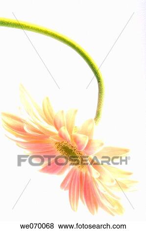 Transvaal Daisy. Gerbera jamesonii. December 2006, Maryland, USA View Large Photo Image Stock Photo - Transvaal Daisy. Gerbera jamesonii. December 2006, Maryland, USA. Fotosearch