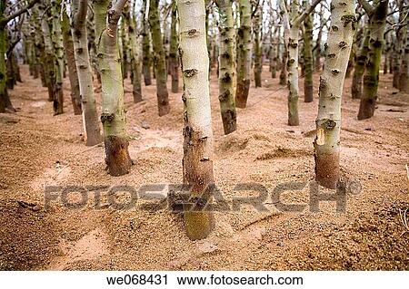 Tree nursery. Cambrils, Tarragona province, Catalonia, Spain View Large Photo Image Stock Image - Tree nursery. Cambrils, Tarragona province, Catalonia, Spain. Fotosearch