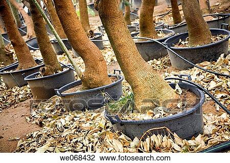 Tree nursery. Cambrils, Tarragona province, Catalonia, Spain View Large Photo Image Stock Image - Tree nursery. Cambrils, Tarragona province, Catalonia, Spain. Fotosearch