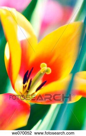 Tulip Close-up. Tulipa hybrid. April 2007, Maryland, USA View Large Photo Image Stock Image - Tulip Close-up. Tulipa hybrid. April 2007, Maryland, USA. Fotosearch