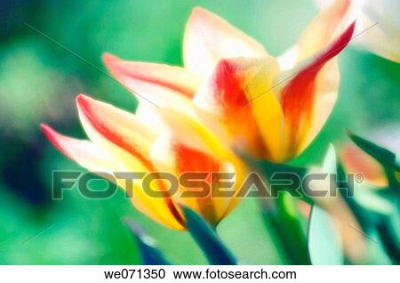Tulip Pair. Tulipa hybrid. April 2007, Maryland, USA View Large Photo Image Stock Image - Tulip Pair. Tulipa hybrid. April 2007, Maryland, USA. Fotosearch