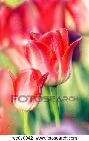 Stock Image - Tulips. Tulipa hybrid. April 2007, Maryland, USA. Fotosearch