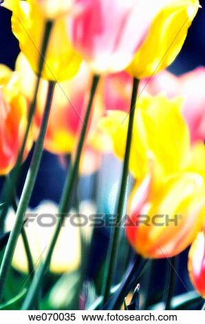 Tulips. Tulipa hybrid. April 2007, Maryland, USA View Large Photo Image Stock Photography - Tulips. Tulipa hybrid. April 2007, Maryland, USA. Fotosearch