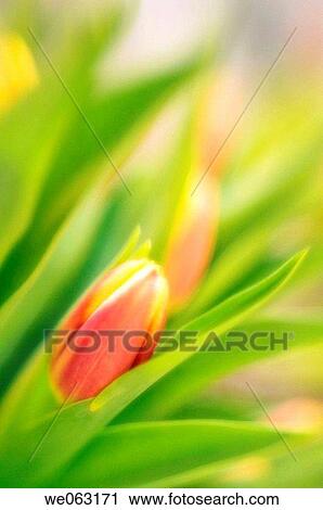 Tulips. Tulipa hybrid. February 2007, Maryland, USA View Large Photo Image Stock Image - Tulips. Tulipa hybrid. February 2007, Maryland, USA. Fotosearch
