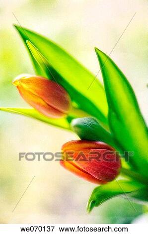 Tulips. Tulipa hybrid. November 2006, Maryland, USA View Large Photo Image Stock Photo - Tulips. Tulipa hybrid. November 2006, Maryland, USA. Fotosearch