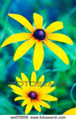 Two Black Eyed Susan Daisies. Rudbeckia hirta. August 2006, Maryland, USA View Large Photo Image Stock Photo - Two Black Eyed Susan Daisies. Rudbeckia hirta. August 2006, Maryland, USA. Fotosearch