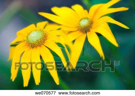 Two Black Eyed Susan Daisies. Rudbeckia hirta. August 2006. Maryland, USA View Large Photo Image Stock Photo - Two Black Eyed Susan Daisies. Rudbeckia hirta. August 2006. Maryland, USA. Fotosearch