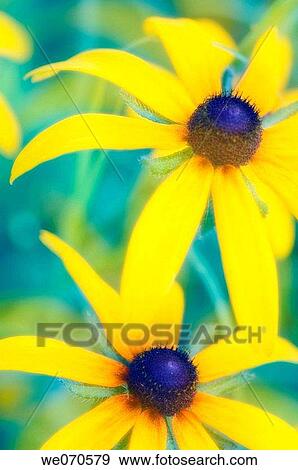 Two Black Eyed Susan Daisies. Rudbeckia hirta. August 2006. Maryland, USA View Large Photo Image Stock Photo - Two Black Eyed Susan Daisies. Rudbeckia hirta. August 2006. Maryland, USA. Fotosearch