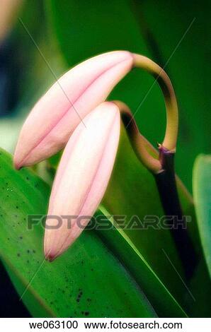 Two Cattleya Orchid Buds. November 2006, Maryland, USA View Large Photo Image Stock Image - Two Cattleya Orchid Buds. November 2006, Maryland, USA. Fotosearch