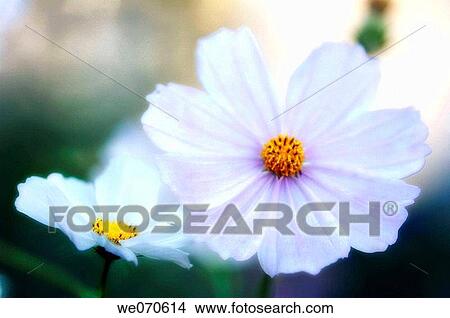 Two Cosmos Flowers. Cosmos bipinnatus. October 2006. Maryland, USA View Large Photo Image Picture - Two Cosmos Flowers. Cosmos bipinnatus. October 2006. Maryland, USA. Fotosearch