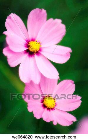 Two Cosmos Flowers. Cosmos bipinnatus. October 2006, Maryland, USA View Large Photo Image Stock Image - Two Cosmos Flowers. Cosmos bipinnatus. October 2006, Maryland, USA. Fotosearch