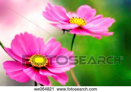 Two Cosmos Flowers. Cosmos bipinnatus. October 2006, Maryland, USA View Large Photo Image Stock Image - Two Cosmos Flowers. Cosmos bipinnatus. October 2006, Maryland, USA. Fotosearch
