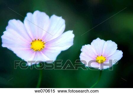 Two Cosmos Flowers. Cosmos bipinnatus. October 2006. Maryland, USA View Large Photo Image Stock Photography - Two Cosmos Flowers. Cosmos bipinnatus. October 2006. Maryland, USA. Fotosearch