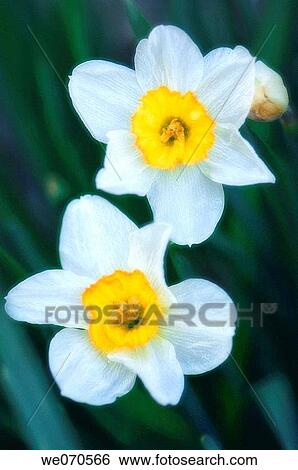 Two Daffodil Flowers. Narcissus hybrid. April 2007. Maryland, USA View Large Photo Image Stock Photograph - Two Daffodil Flowers. Narcissus hybrid. April 2007. Maryland, USA. Fotosearch