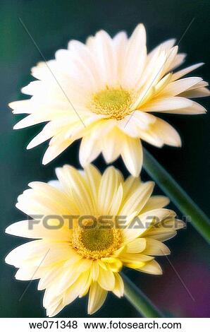Two Gerbera Daisies. Gerbera jamesonii. April 2006, Maryland, USA View Large Photo Image Stock Photo - Two Gerbera Daisies. Gerbera jamesonii. April 2006, Maryland, USA. Fotosearch