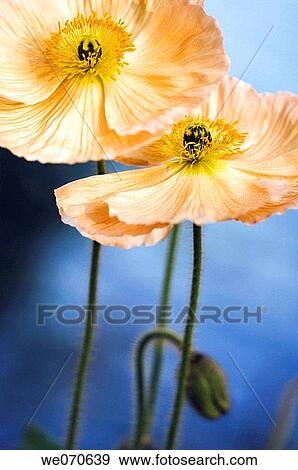 Two Iceland Poppies and a bud. Papaver nudicaule. March 2007, South Carolina, USA View Large Photo Image Stock Photo - Two Iceland Poppies and a bud. Papaver nudicaule. March 2007, South Carolina, USA. Fotosearch