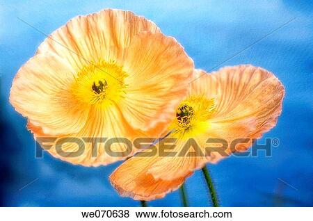 Two Iceland Poppies. Papaver nudicaule. March 2007, South Carolina, USA View Large Photo Image Stock Photo - Two Iceland Poppies. Papaver nudicaule. March 2007, South Carolina, USA. Fotosearch