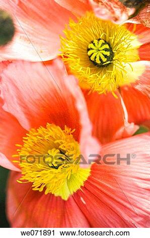 Two Icelandic Poppy Blooms Touching. Papaver nudicaule. March 2007, Maryland, USA View Large Photo Image Stock Image - Two Icelandic Poppy Blooms Touching. Papaver nudicaule. March 2007, Maryland, USA. Fotosearch