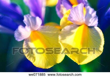 Two Iris Falls Touching. Iris danfordiae. May 2006, Maryland, USA View Large Photo Image Stock Photography - Two Iris Falls Touching. Iris danfordiae. May 2006, Maryland, USA. Fotosearch