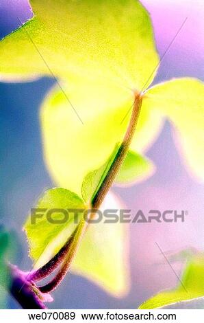 Two Ivy Leaves. Hedera helix Ivy. March 2006, Maryland, USA View Large Photo Image Stock Photo - Two Ivy Leaves. Hedera helix Ivy. March 2006, Maryland, USA. Fotosearch